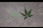 黃荊-葉20.JPG