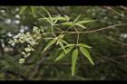 黃荊-葉序03.JPG