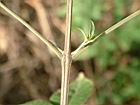 黃荊-葉序04.JPG