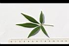 黃荊-葉正02.JPG