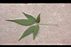 黃荊-葉正03.JPG