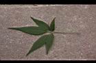 黃荊-葉正04.JPG
