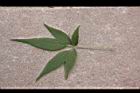 黃荊-葉正05.JPG