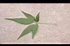 黃荊-葉正06.JPG