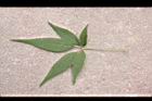 黃荊-葉正07.JPG
