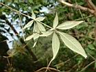 黃荊-葉背06.JPG