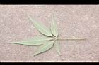 黃荊-葉背10.JPG
