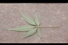 黃荊-葉背11.JPG
