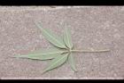 黃荊-葉背12.JPG