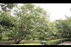黃荊03.JPG