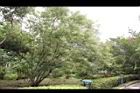 黃荊04.JPG