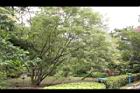 黃荊05.JPG