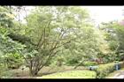 黃荊06.JPG