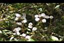 黃菀-實10.JPG