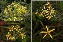 黃菀-花2.jpg