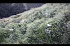黃菀-實05.jpg