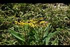 黃菀-花00.jpg