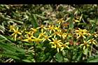 黃菀-花02.jpg