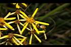 黃菀-花17.JPG