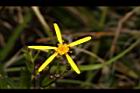 黃菀-花20.JPG