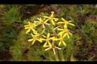 黃菀-花21.JPG