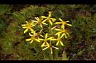 黃菀-花23.JPG