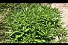 黃菀28.jpg