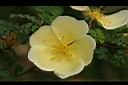 黃薔薇-花00.JPG