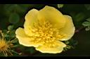 黃薔薇-花01.JPG