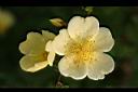 黃薔薇-花02.JPG