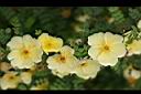 黃薔薇-花10.JPG
