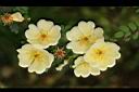 黃薔薇-花11.JPG
