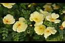 黃薔薇-花12.JPG