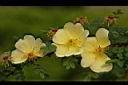 黃薔薇-花15.JPG