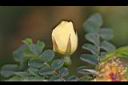 黃薔薇-花苞0.JPG