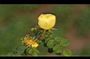 黃薔薇-花苞2.JPG