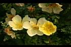 黃薔薇-花04.JPG