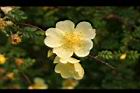 黃薔薇-花05.JPG