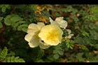 黃薔薇-花06.JPG
