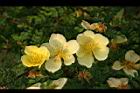 黃薔薇-花08.JPG