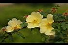 黃薔薇-花14.JPG
