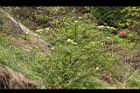 黃薔薇-華山4.JPG