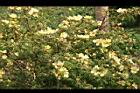 黃薔薇02.JPG