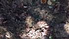 黃裙竹蓀-空00.JPG