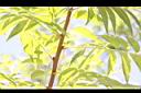 黃連木-葉序2.jpg