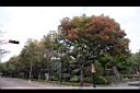 黃連木08.jpg