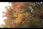 黃連木-嫩葉1.jpg