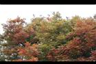 黃連木-嫩葉4.jpg