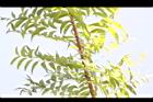 黃連木-葉序1.jpg