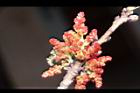黃連木-雄花26.JPG